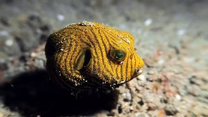 Un poisson globe filmé en HD