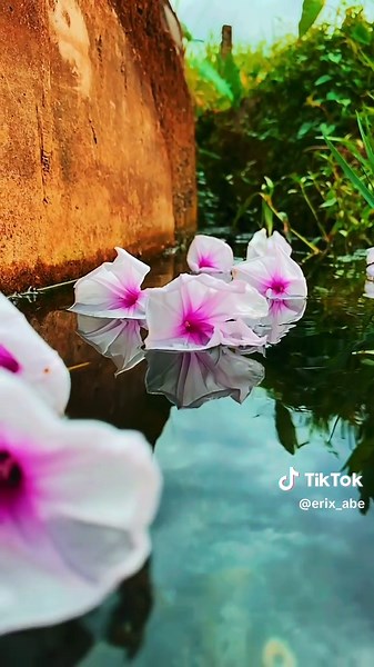 Nature Photography Tips Using Mobile Phones