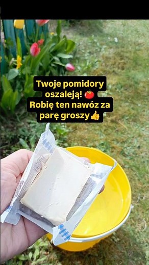 Nawóz za 2 złote lepszy niż sklepowa chemia? 🥒 Sprawdź ten stary przepis z drożdżami🍅