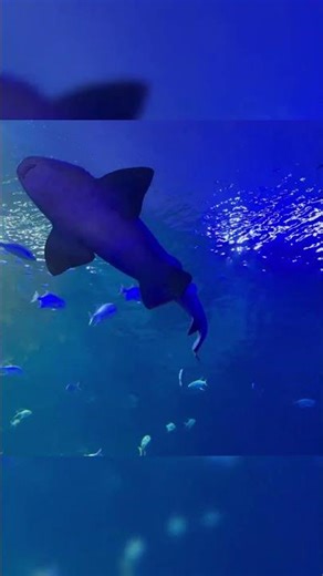 🌴🐳 Tiburoncin - Visitando mazatlan P7