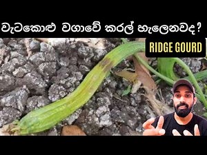 වැටකොළු වගාවේ කරල් වැටෙන හේතුව, The reason why the pods fall in the Ridge gourd crop.