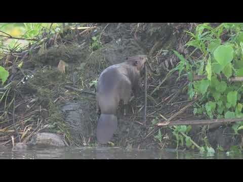 North American Beavers in the mist feed, work on lodge, dance cheek to cheek; Birds on lodge, pond