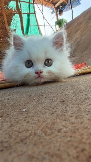 Archives by Harsha on Instagram: "Paradise found on the west coast 🏖️🌊🐳🐚 . . . . . . #gokarna #honnavar #coastal #karnataka #outofoffice [vitamin sea, paradise beach, Aganashini, Kumta, Honavar, Gokarna, Yana, trekking, fire camp, Homestay, snorting, kayaking, swimming]"