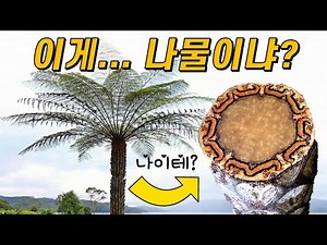 나무 고사리는 나무인가, 나물인가?🌿 줄기 안에는 뭐가 있을까?｜나무 고사리의 진화🌴