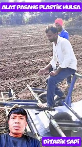 Sapi pengganti mesin | Tani Reaction