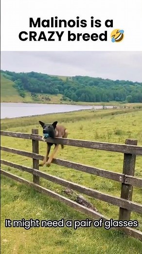 Malinois is a CRAZY but AMAZING dog breed 🤣