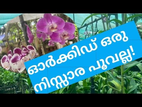 ഓർക്കിഡുകളെ ശരിയാം വണ്ണം സംരക്ഷിക്കൂ| Orchid Caring Tips Nalayalam @ Mohanettan 👌👍