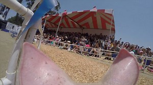 We strapped a camera on one of the pigs during a race – and they all went hog wild! | Orange County Register