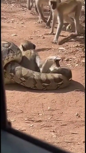 Python Attacks Monkey — What Happened Next Shocked Everyone!
