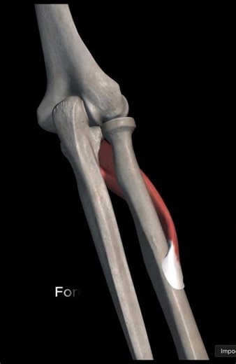Pronator teres explained in 30 seconds. #anatomy #physiotherapist #humanbody #muscles