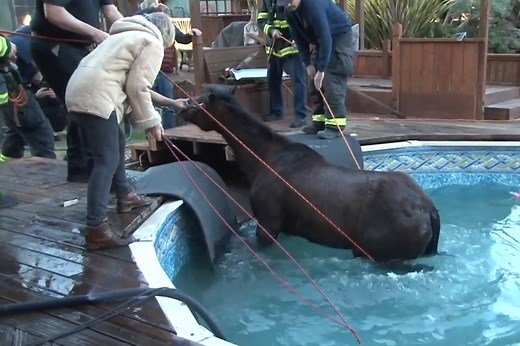 Horse rescued after falling through swimming pool cover