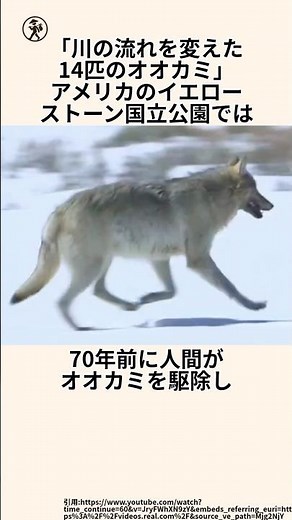 「オオカミが川を変えた奇跡」イエローストーン国立公園に関する雑学 #雑学