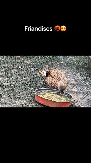 #canard #hutte #sauvage #chipeau #friandises