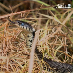 Vipère péliade, coronelle lisse, couleuvre à collier sont les 3 espèces de serpents que l'on peut apercevoir en Belgique. Eric Graitson, biologiste nous explique les signes distinctifs pour reconnaître la couleuvre à collier. | Le jardin extraordinaire - RTBF