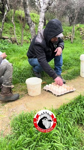 ‏#دجاج_للبيع #بيض_مخصب #مربين_الطيور #معلومات_مفيده #مستوى_عالي