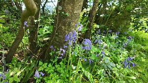 bluebells in forest on a spring day