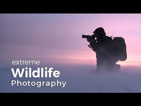Wildlife Photography Expedition | Behind the scenes in Greenland with photographer Morten Hilmer
