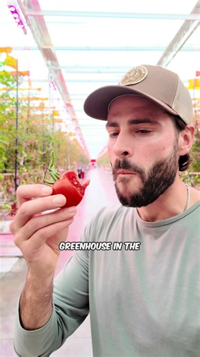 Welcome to one of the most innovative Green Houses in the world! #greenhouse #tomato #farming #agriculture