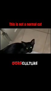 What's going on here 😰 #animal #pet #cats #fyp #scary #watch #OMG | GoreCulture