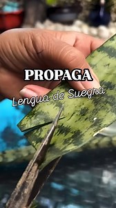 1K views · 20K reactions | Cómo reproducir una lengua de suegra desde...