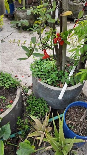 ছাদবাগানে ফলন বেশি পাওয়ার গোপন কৌশল। #agriculture