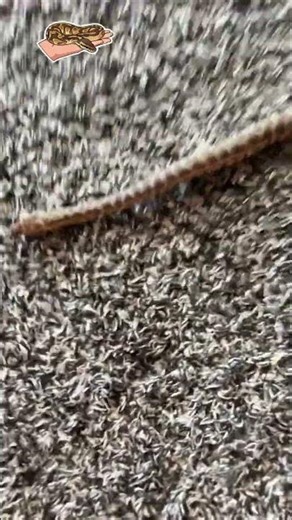 This is the children’s python #like #subscribe #small #cuteanimals ￼￼