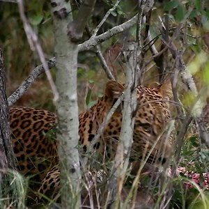 4.1K views · 393 reactions | Poised between jungle & ocean, Wild Coast Tented Lodge combines safari adventures with sustainable structures & luxurious stays. | Wild Coast Tented Lodge, Yala | Facebook