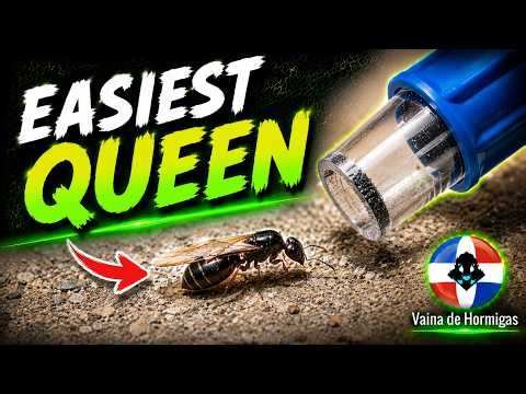 HOW TO FIND TETRAMORIUM IMMIGRANS QUEENS IN CANADA | FLIGHT HUNTERS