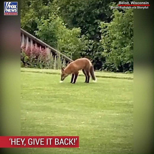 376K views · 2.9K reactions | A wily fox was caught stealing golf balls from the fairway of a golf course in Wisconsin. | Fox News | Facebook
