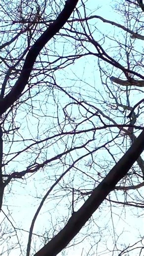 Real Birdsong in Japan Tokyo to Relax, Focus, Concentrate, Study, Work #birdsounds