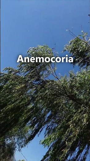 Willow releasing its seeds, dispersal by anemochory #field #plants #Mexicancountryside #botany