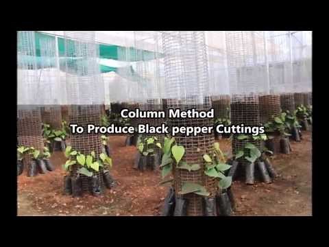 Column Method To Produce Black Pepper Cuttings