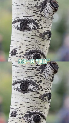 Endless River of Birch Trees: A Scenic Journey