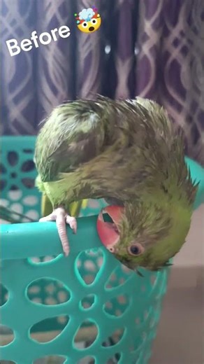 Before & After bath.... 😍 #parrot #parrotlover #viral #parrotvideo #parrotbathing #pets #viral