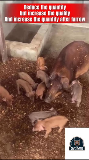 Producing healthy, strong, and intelligent piglets starts long before farrowing day. It’s the result of good care, nutrition, and management throughout the sow’s breeding, gestation, and nursing periods. 🩺 1. Choose a Healthy, Productive Sow • Always select sows from a disease-free herd and with a record of good mothering ability. • Avoid breeding sows that are underweight, overfat, or have a history of poor milk production. • Check for regular heat cycles and strong physical condition before m