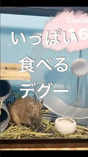 Degu eating a lot🐹