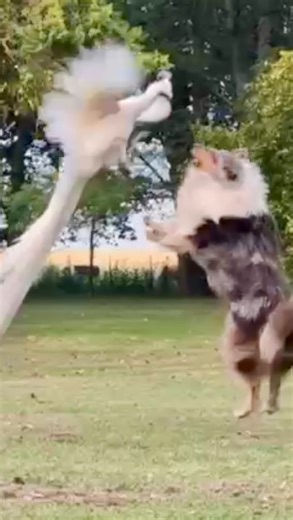 Tierra de Perros collies | El #collierough es una raza pastora acostumbrada a la convivencia con otras especies. Gracias por estas imágenes increíbles @biron_pets !!!... | Instagram