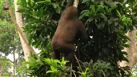 #animalsdiscovery #animals