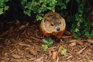 Do Groundhogs Hibernate? Woodchuck Hibernation Habits and Facts