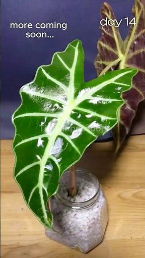 14 Days of Leaf Growth in 14 Seconds