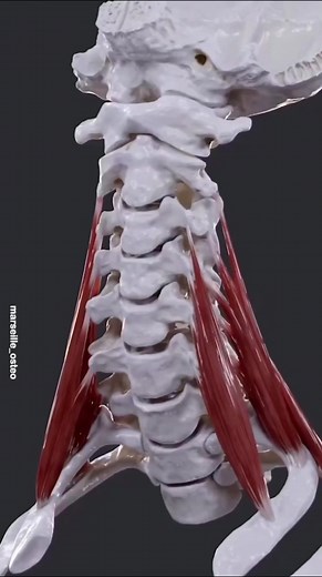11K views · 205 reactions | Les Scalènes sont 3 muscles profonds...