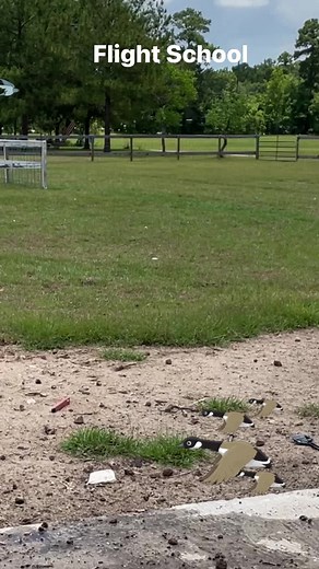 124K views · 8.3K reactions | Flight School at the farm #imasurvivorsanctuary #fromsuitstoboots #geese #farm #farmlife | Ima Survivor Donkey and Farm Animal Sanctuary | Facebook