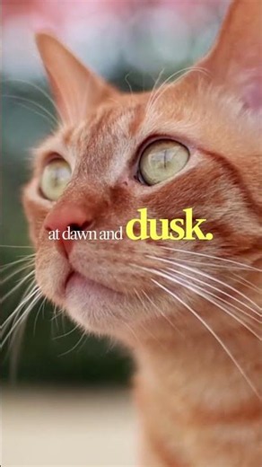 Cat vision explained feline eyesight, color perception, night vision capabilities, and how cats?