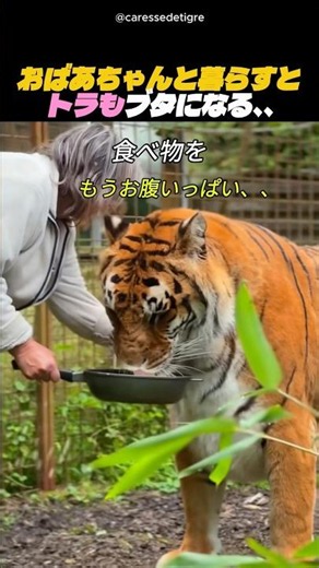おばあちゃんと暮らすと、トラもブタになる、、
