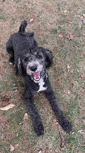 10K views · 139 reactions | IDOG Rescue - Labradoodle & Goldendoodle Rescue on Reels | Facebook