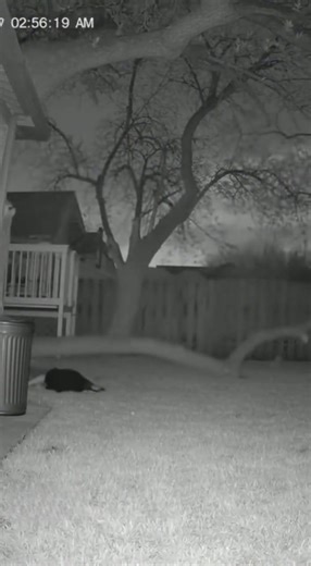 7.9K views · 268 reactions | Witch keeps trying to break in my house #horror #scary #halloween #sora #funny | Phoenix ASMR | Facebook