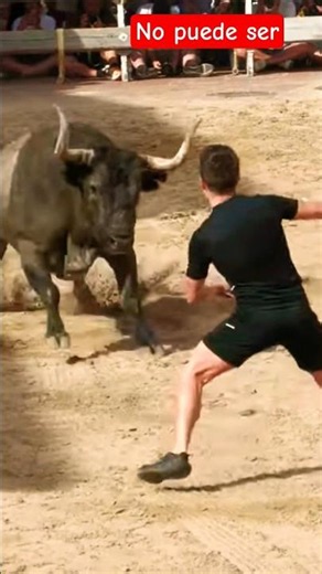 TORO GIGANTE/! No cabía casi en el Cajón #toros #toro #torogigante