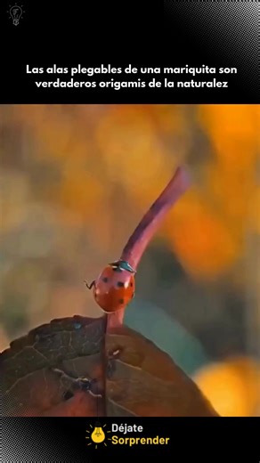 Dejatesorprender on Instagram: "Un dato interesante sobre las alas de la mariquita es que sus delicadas y transparentes alas de vuelo se pliegan cuidadosamente bajo sus cubiertas externas rígidas y coloridas, llamadas élitros, de una forma que recuerda al origami. Cuando la mariquita está lista para volar, abre los élitros y despliega rápidamente las alas, que resultan ser mucho más grandes de lo que su cuerpo aparenta, permitiéndole despegar en una fracción de segundo. Este mecanismo de plegado