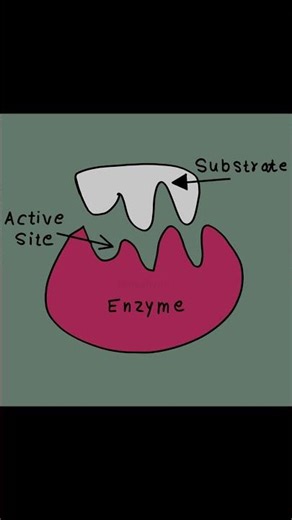 Enzyme and Active Site Explained | Lock and Key Model Diagram