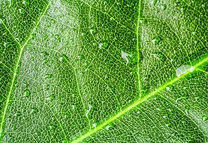 How to Use Macro Lenses to Photograph Things in Close-Up Detail | Envato Tuts